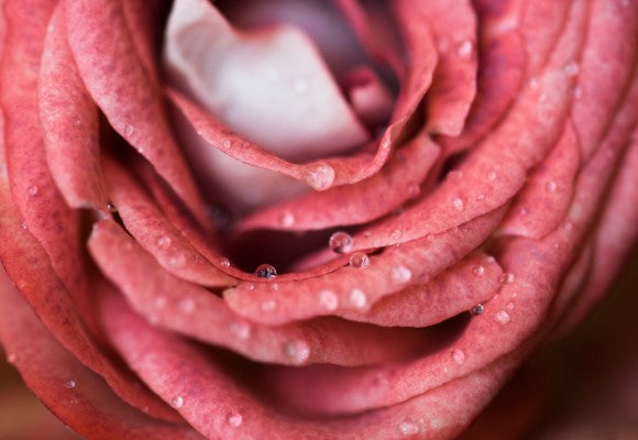 Primer plano de una rosa de color rosa con gotas de agua
